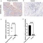 SEMA3C Antibody in Immunohistochemistry (IHC)