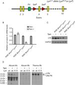 Lyn Antibody in Western Blot (WB)