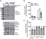 GLUT4 Antibody in Western Blot (WB)