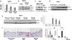 PD-L1 Antibody in Western Blot (WB)