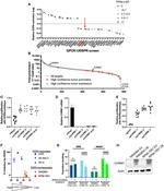 CHRM1 Antibody in Western Blot (WB)