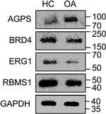 RBMS1 Antibody in Western Blot (WB)