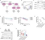 DNA2 Antibody in Western Blot (WB)