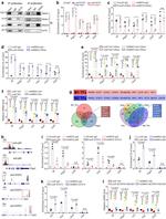 KLF9 Antibody in ChIP Assay (ChIP)