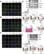 Occludin Antibody in Western Blot (WB)