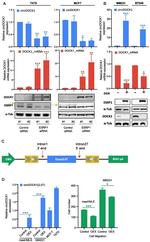 ESRP1 Antibody in Western Blot (WB)