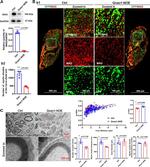 MAG Antibody in Western Blot, Immunohistochemistry (WB, IHC)