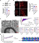 MAG Antibody in Western Blot, Immunohistochemistry (WB, IHC)