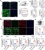 MAG Antibody in Western Blot (WB)