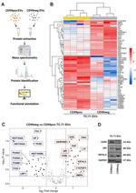 GPI Antibody in Western Blot (WB)