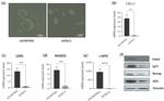 LGR5 Antibody in Western Blot (WB)