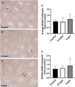 NCOA4 Antibody in Immunohistochemistry (IHC)
