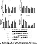 Caspase 1 Antibody in Western Blot (WB)