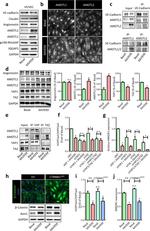 YAP1 Antibody in Western Blot, Immunoprecipitation (WB, IP)
