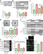 YAP1 Antibody in Western Blot (WB)