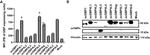 Vinculin Antibody in Western Blot (WB)
