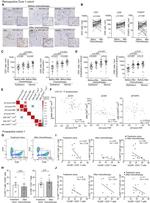 CD8 Antibody in Flow Cytometry (Flow)