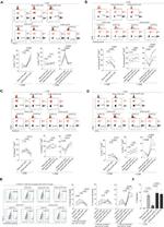 CD8 Antibody in Flow Cytometry (Flow)