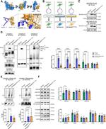NDUFA9 Antibody in Western Blot (WB)