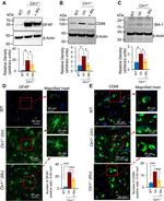 IBA1 Antibody in Western Blot (WB)
