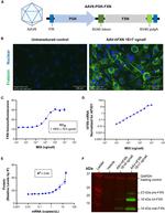 FXN Antibody in Western Blot (WB)
