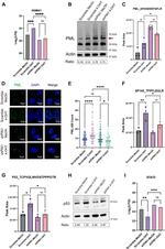 p53 Antibody in Western Blot (WB)