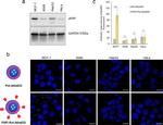 FAP Antibody in Western Blot (WB)
