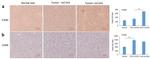 F4/80 Antibody in Immunohistochemistry (Paraffin) (IHC (P))