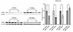Thrombospondin 1 Antibody in Western Blot (WB)