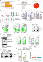 Nrf2 Antibody in Western Blot (WB)