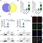 IGF2BP3 Antibody in Western Blot (WB)