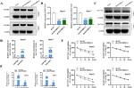 IGF2BP3 Antibody in Western Blot (WB)