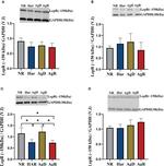 Leptin Receptor Antibody in Western Blot (WB)