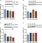 Leptin Receptor Antibody in Western Blot (WB)
