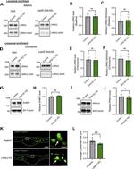 PPM1H Antibody in Western Blot (WB)