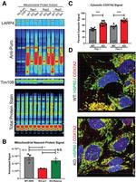 TIMM10B Antibody in Western Blot (WB)