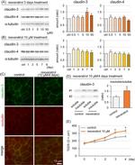 Claudin 3 Antibody in Western Blot (WB)