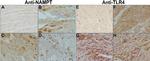 TLR4 Antibody in Immunohistochemistry (IHC)