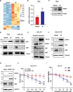 ESRP1 Antibody in Western Blot (WB)
