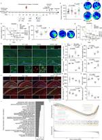 Synaptophysin Antibody in Immunohistochemistry (IHC)
