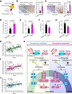 ALOX15 Antibody in Immunohistochemistry (IHC)