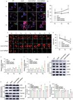 Cytochrome C Antibody in Western Blot (WB)
