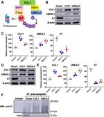 Cullin 1 Antibody in Western Blot (WB)
