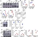 Cullin 1 Antibody in Western Blot (WB)