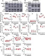 Cullin 1 Antibody in Western Blot (WB)