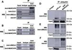 Cullin 1 Antibody in Western Blot, Immunoprecipitation (WB, IP)