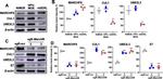 Cullin 1 Antibody in Western Blot (WB)