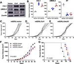 Cullin 1 Antibody in Western Blot (WB)