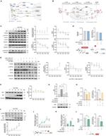 GADD34 Antibody in Western Blot (WB)