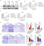 SPINK2 Antibody in Western Blot (WB)